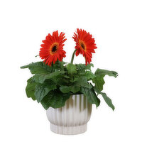 Potted Plant - Fluted White Gloss Pot With Flower 4 Inch, 1 Each