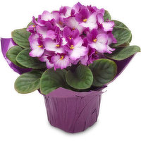 African Violet - Potted Plant 4 Inch