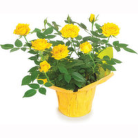 Miniature Rose - Flowering Planter 4in, 1 Each