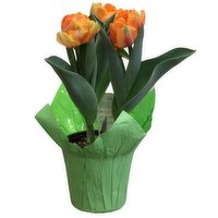 Tulips - Potted Spring Bulbs, 4In