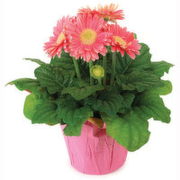 Gerbera Daisy - Flowering Plant 6in