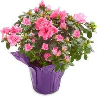 Azalea - Potted Flowering Plant 6in