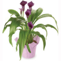 Calla Lily - Flowering Plant 6in