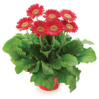 Gerber Daisy - Potted Plant 4in, 1 Each