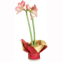 Amaryllis - Flowering Plant 6in, 1 Each