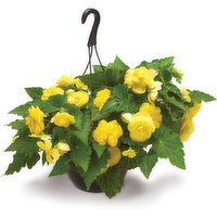 Hanging Basket - MIxed Assorted, 10in, 1 Each