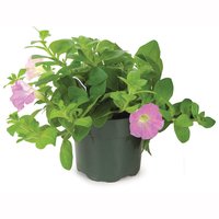 Annual - Bedding Plant, 4 In, 1 Each