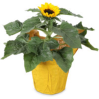 Sunflower - Potted Plant 6 Inch, 6 Each