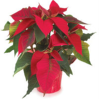 Poinsettia - Flowering Plant 4in, 1 Each