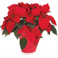 Poinsettia - Flower Plant 6in