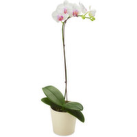 Phalaenopsis Orchid - Planter, Ceramic Pot 4in, 1 Each