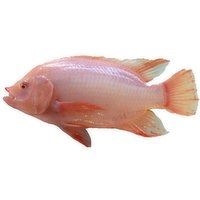 Ocean-wise - LIve Tilapia Red & Silver