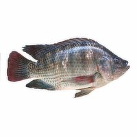 Fresh - O/W  Tilapia, 1 Pound