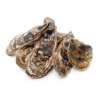 Live - O/W Shell Oyster Large, 1 Each