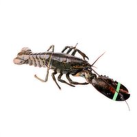 Live - Lobster Single Claw Large, 1 Pound