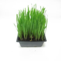 Organic - Wheatgrass, 1 Each