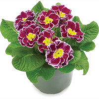 Primula - Flowering Plant 4in