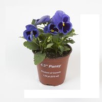 Pansy - 4.3 Inch, 1 Each