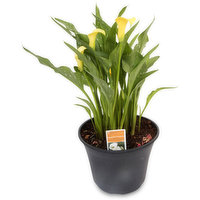 Calla Lily - Calla Lily 10In