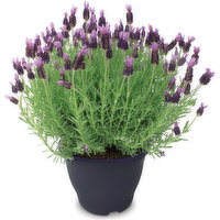 Lavender - Shrub, 1 Each
