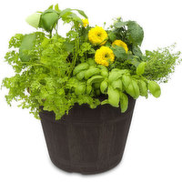 Edible - Planter, 1 Each