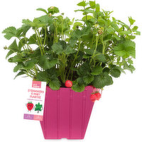 Strawberry Mint Planter - Strawberry Mint Planter 10 Inch, 1 Each