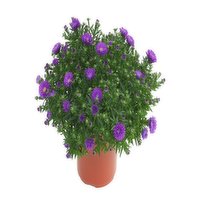 Fall Brushel - Aster Bushel 10 Inch, 1 Each