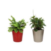 Snowflake Tropical - 6 Inch, 1 Each