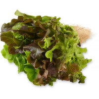 Inspired Greens - Living Lettuce 3 Multileaf Trio