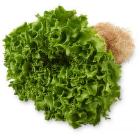 Inspired Greens - Living Lettuce, Green Batavia, 1 Each