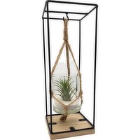 Horty Girl - Air Plant In Hanging Glass Frame, 1 Each