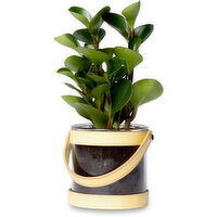 Horty Girl - Glass with Leather Trim Planter, 1 Each