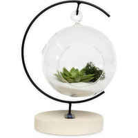 Horty Girl - Hanging Glass Globe On Wood Base with Air Plant, 1 Each