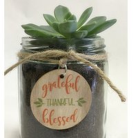 Horty Girl - Live Succulent in Jar, 3 Each