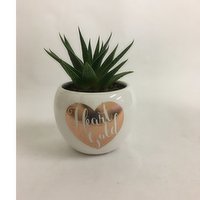 Horty Girl - Succulent In Heart of Gold Ceramic 3In, 1 Each