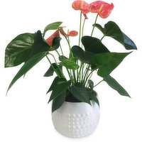 Horty Girl - Anthurium In Ceramic Pot 6In, 1 Each