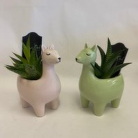 Horty Girl - Succulent in Llama Pot, 3 Each