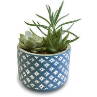 Horty Girl - Blue n White Cement Pot w Succulent or Tropical