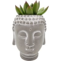 Horty Girl - Cement Buddha with Plant, 1 Each