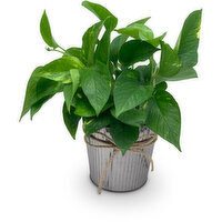 Horty Girl - Metallic Tin Pot With Tropical Plant, 1 Each