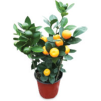 Potted Plant - Calamondin Orange Tree, 1 Each