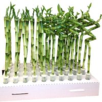 Lucky Bamboo - Mix Pack With Tubes, 1 Each