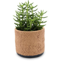 Succulent - Basketweave Planter, 1 Each