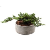 Bonsai - Junior In Cement Pot, 1 Each