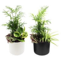 Tropical Plant - Garden In Ceramic Pot 5 Inch, 1 Each