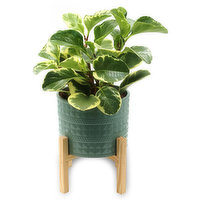 Tropical - Plant in Ceramic Pot w/ Stand 6in, 1 Each