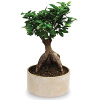 Save-On-Foods - Floral - Ficus Ginseng Bonsai in Ceramic Pot, 1 Each