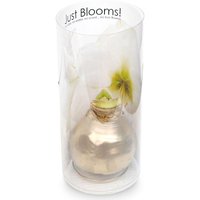 Springbrook Flowers - Floral - Waxed Amaryllis in Display Tube, 1 Each