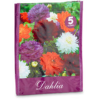 Dahlia - Bag of Bulbs Mixture, 1 Each