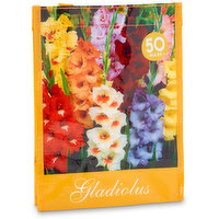 Gladiolus - Mix Bag of Bulbs Rainbow, 1 Each